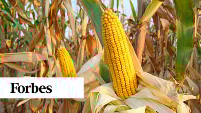 Seca reduz safra de milho no centro-norte do Brasil, diz EarthDaily