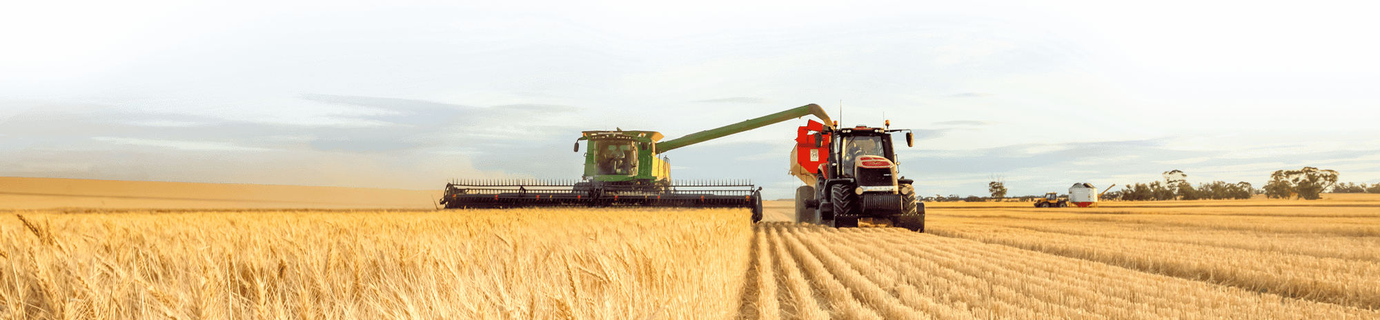 farming-commodities-wheat