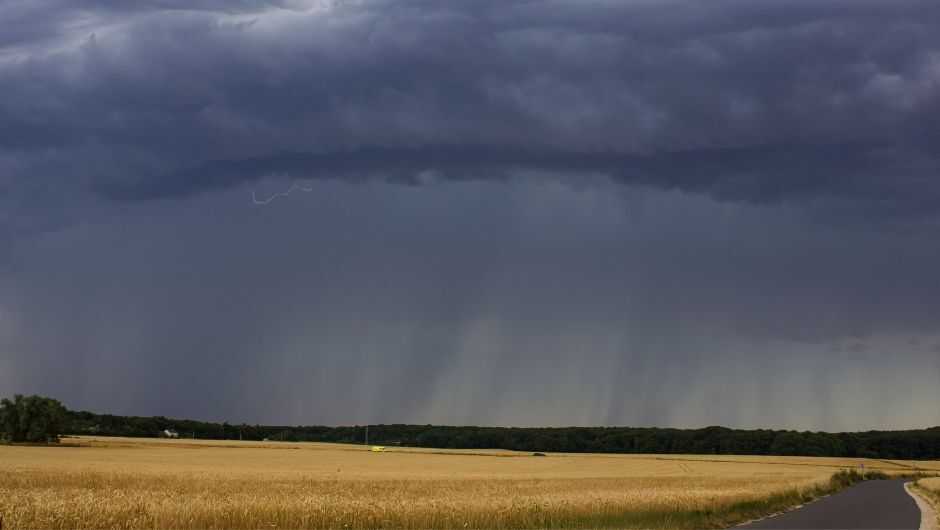 Record rainfall increases phytosanitary risk for wheat in Rio Grande do Sul
