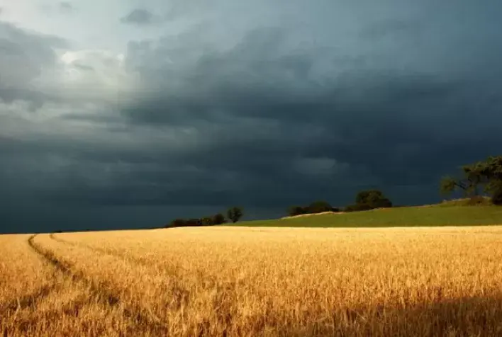 A very strong El Niño threatens the wheat harvest in southern Brazil, and excessive rainfall could reduce productivity