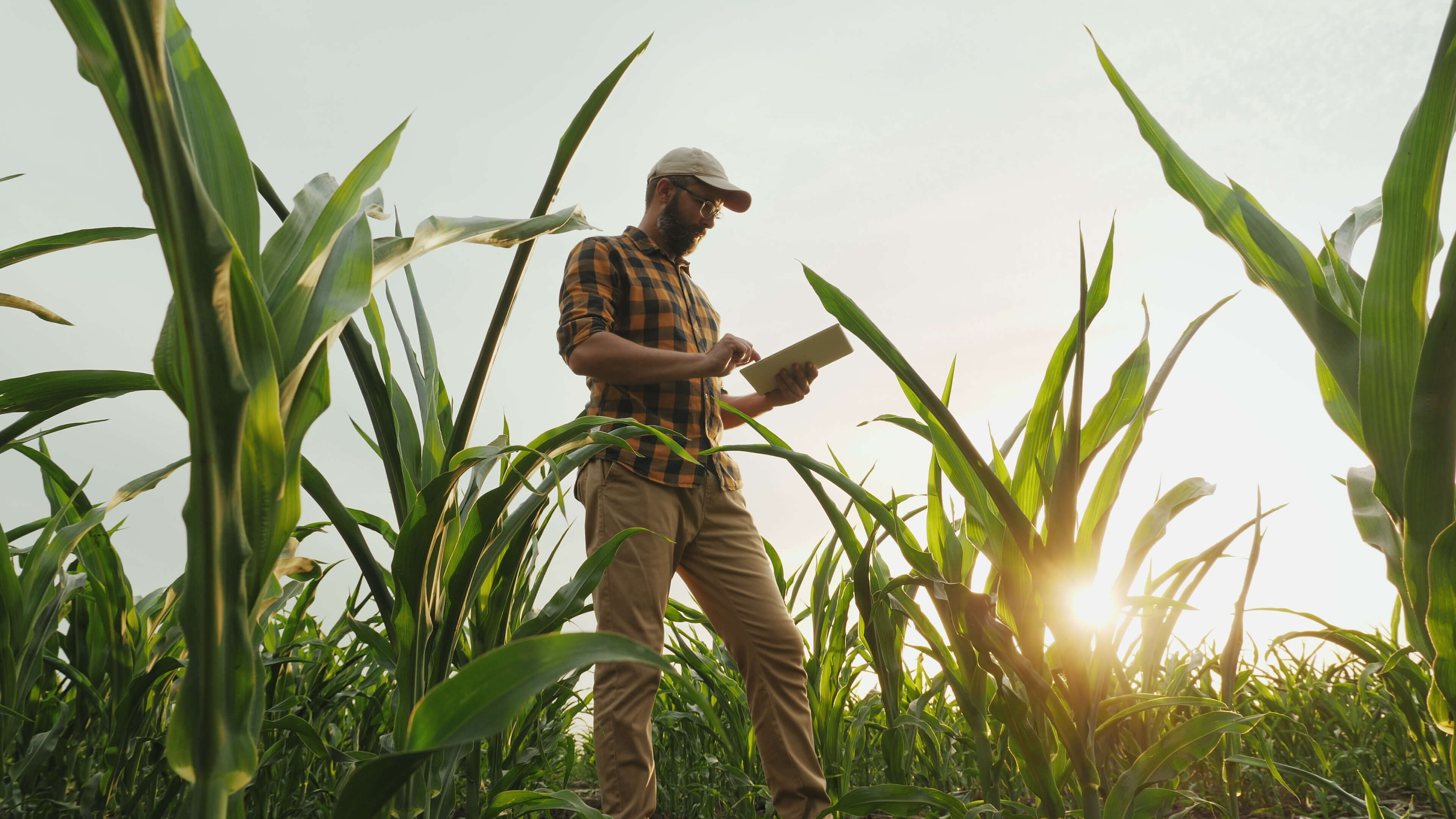 Drought, heat threaten grain production around the world