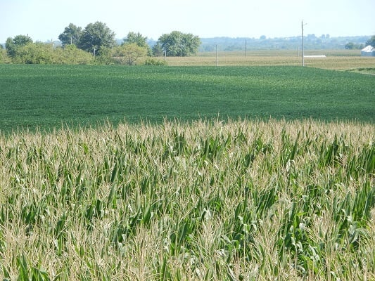 Dry conditions trim top-end yield potential, but corn crop remains solid