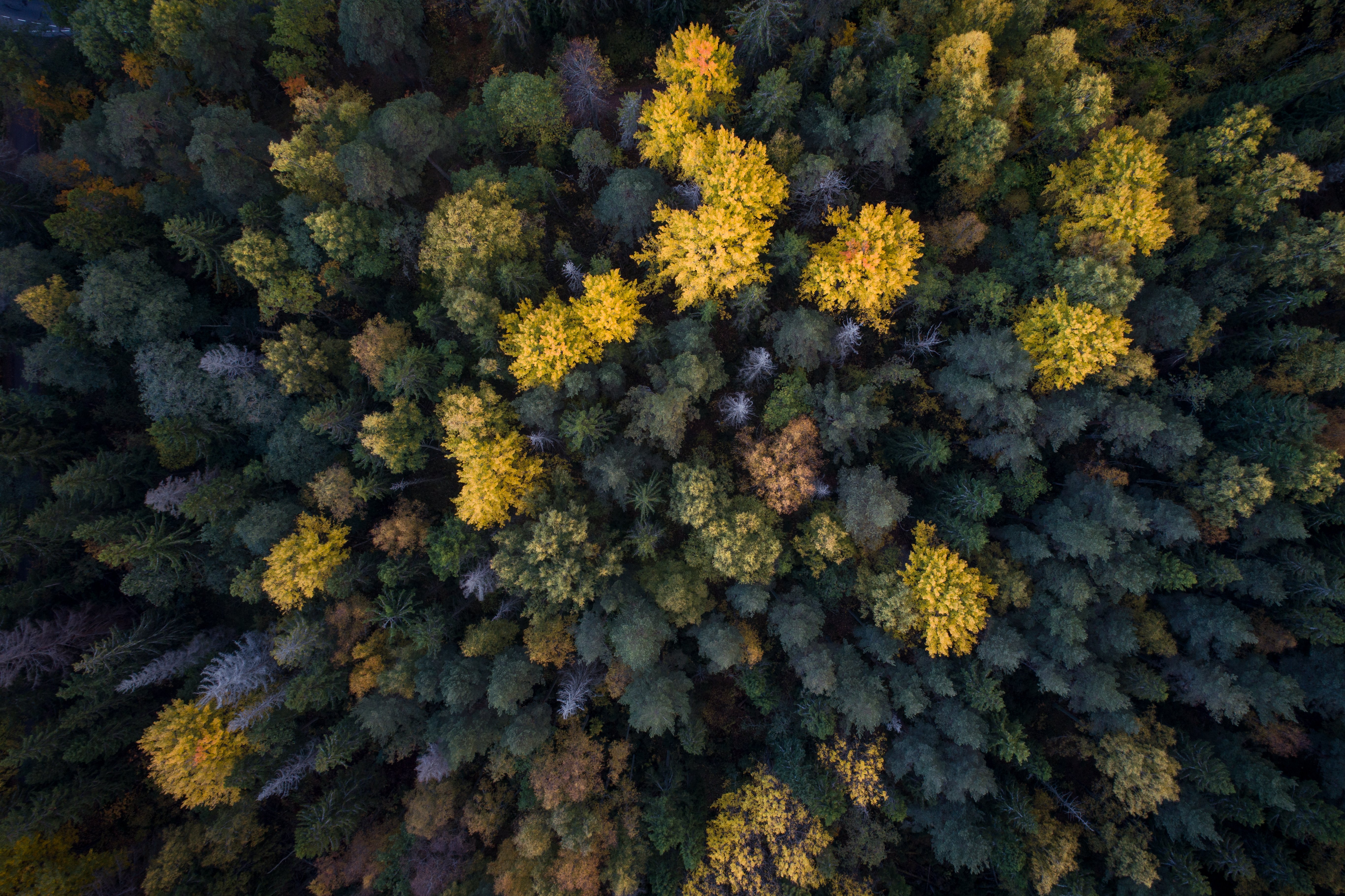 Fighting Fire with Frequency: How EarthDaily is Transforming Wildfire Risk Intelligence