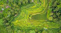 Eyes in the sky: EarthDaily constellation opens doors to reach smallholders, with rice in focus
