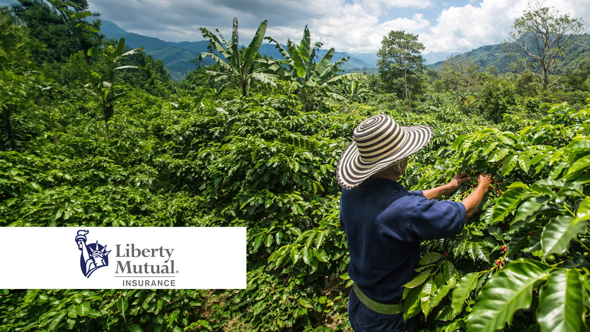 A farmer harvests his crop in colombia.