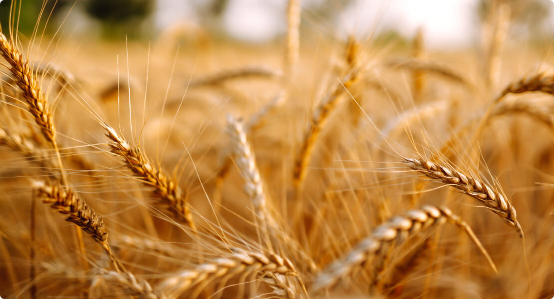 agriculture-commodities-trading-challeng