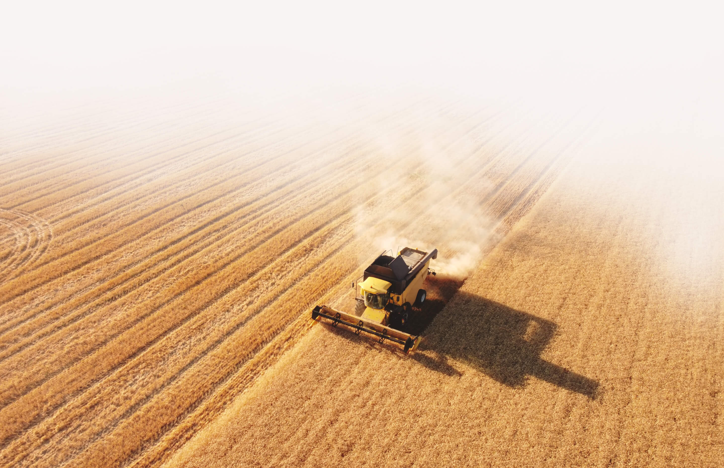 The harvest begins under the influence of a strong El Niño and requires caution from the producer