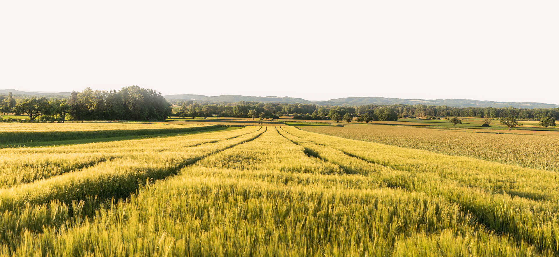 Canada’s crops in best shape in a decade despite extreme weather, monitoring firm says 