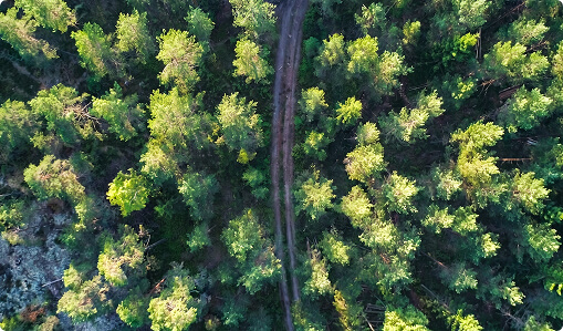Civil-government-Deforestation-monitoring