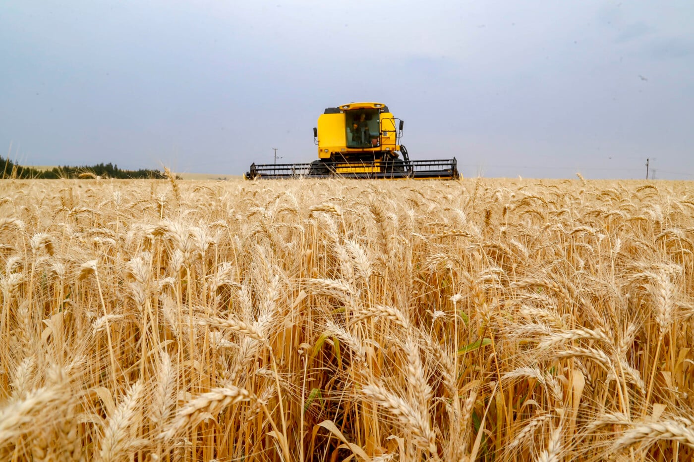 Excess moisture increases the risk of disease in wheat crops in the South
