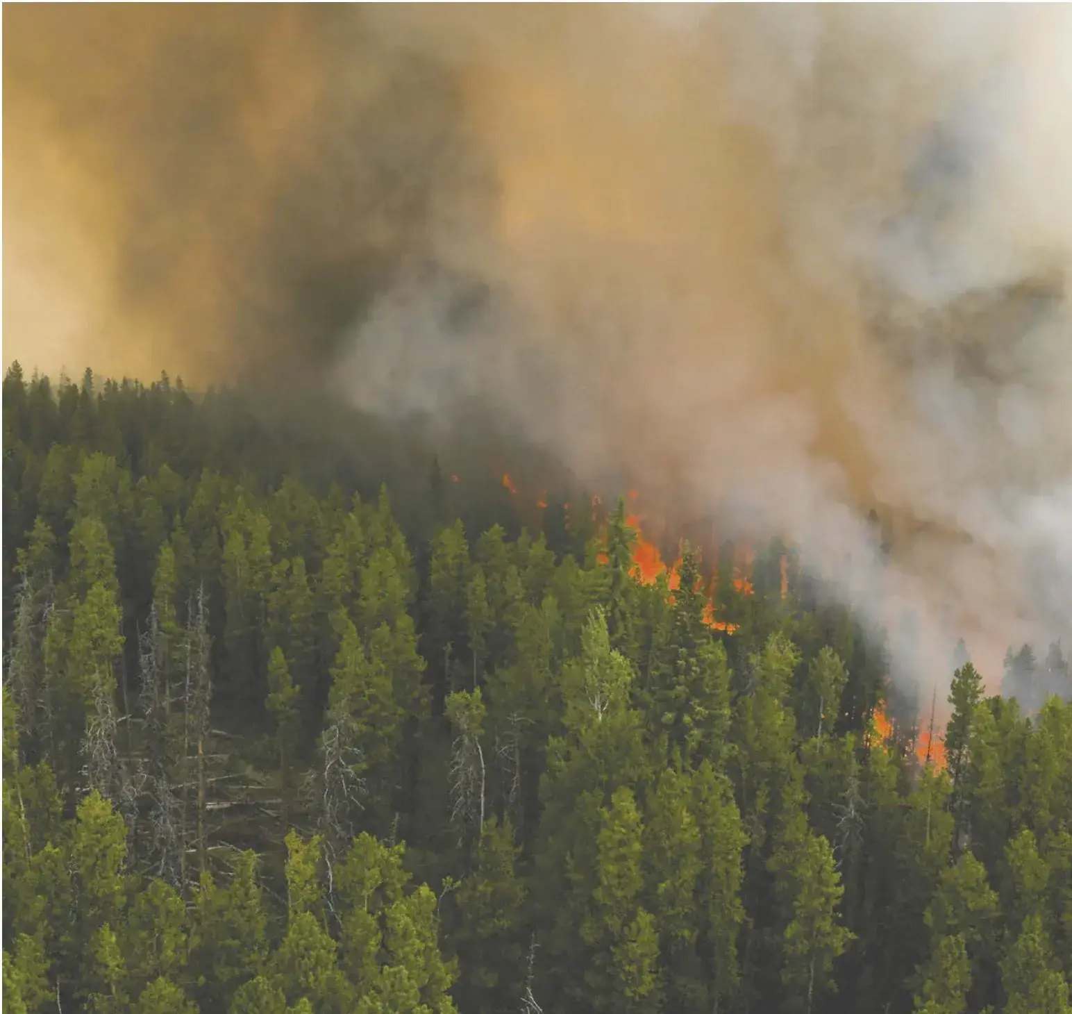 Reduce wild­fire fuel, zone bet­ter