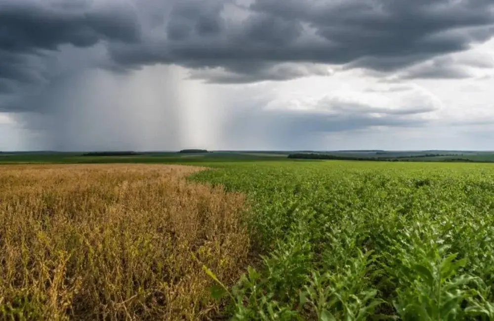 El Niño gains strength and changes the agricultural landscape in Brazil