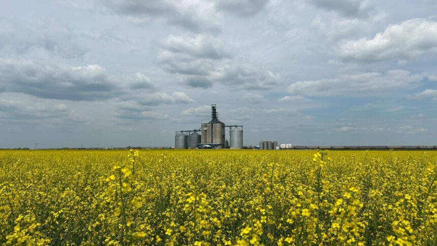 Canadian crops are in their best condition in a decade despite extreme weather, says monitor