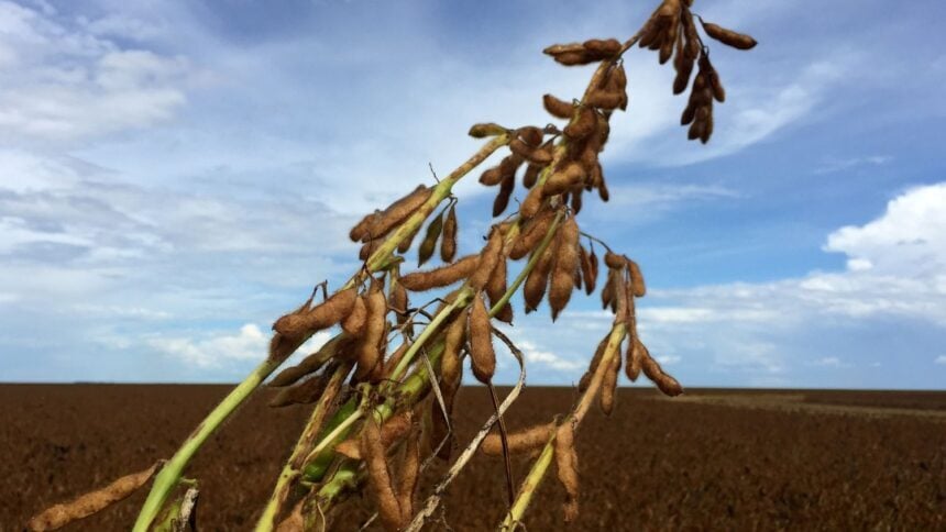 Water Surplus Favors Initial Development of Soybeans and Corn in Brazil, Says EarthDaily   Leia mais em: https://forbes.com.br/forbes-agro/2025/12/excedente-hidrico-favorece-desenvolvimento-inicial-de-soja-e-milho-no-brasil-diz-earthdaily/