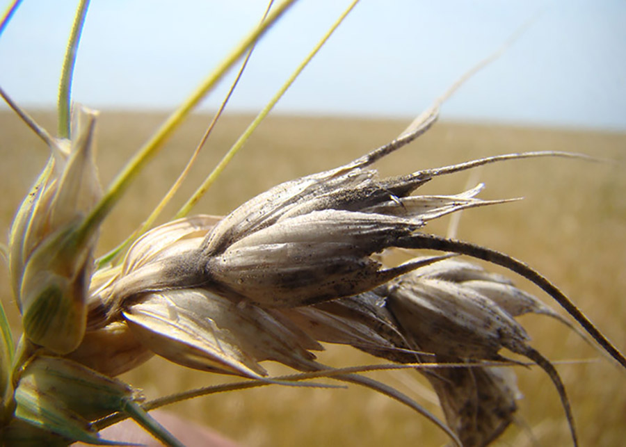 After the frost, excessive rain becomes the main threat to wheat in the South