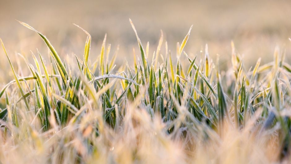Frosts have a limited impact on wheat, according to EarthDaily.