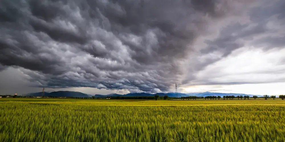 The advance of El Niño raises concerns about wheat crops in the South of the country