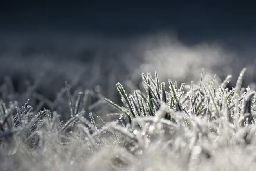 Frosts have a limited impact on wheat production in the South, according to EarthDaily.