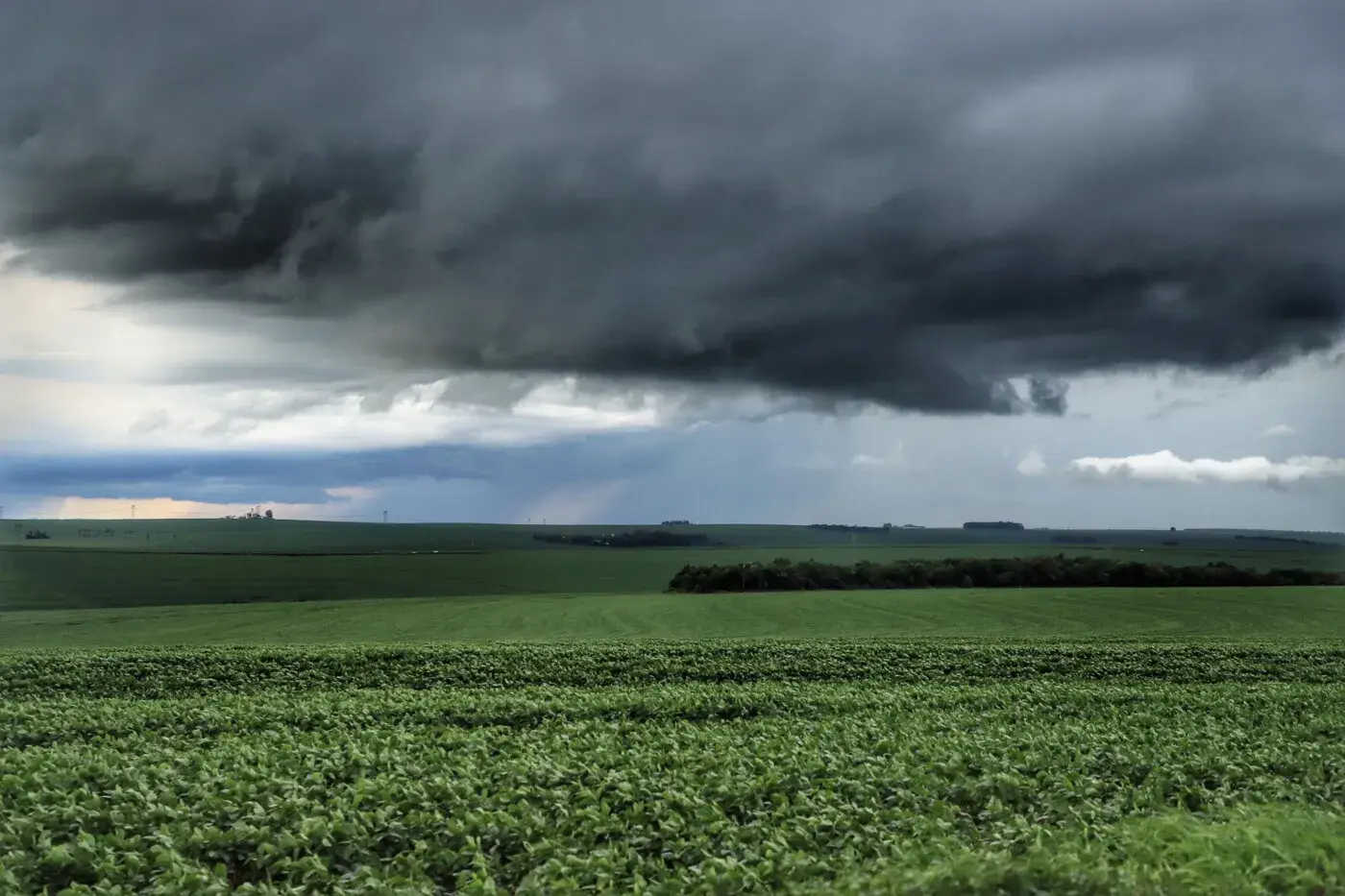 High soil moisture creates a favorable environment for the development of the summer crop