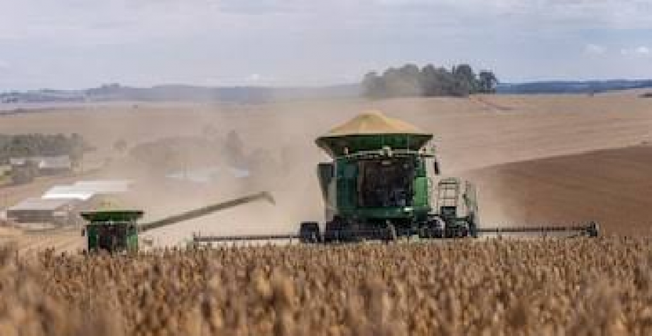 El Niño brings risks to the harvest, and companies are already evaluating ways to mitigate losses