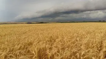 Heavy rains could affect wheat crops in southern Brazil